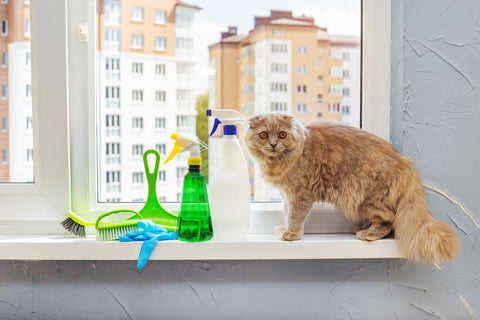 Do Spray Bottles Work to Train Cats