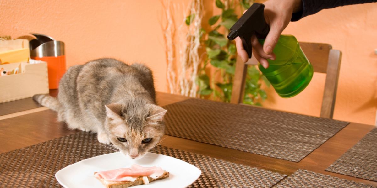 Do Spray Bottles Work to Train Cats